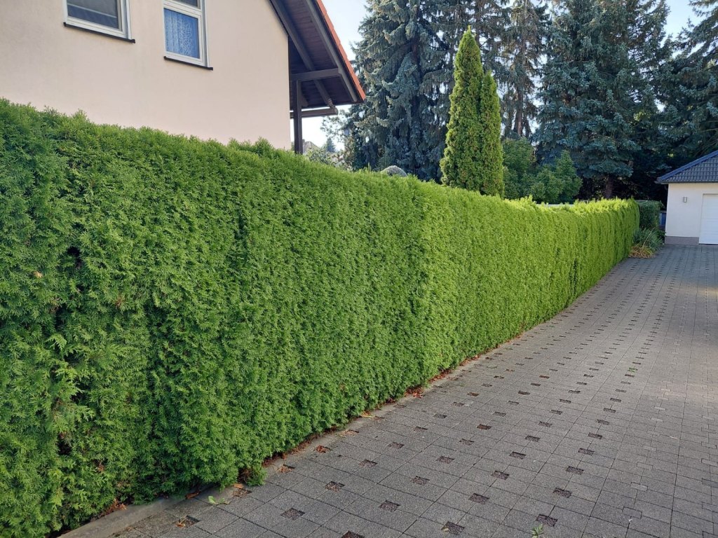 Vorher: Heckenschnitt · Borna