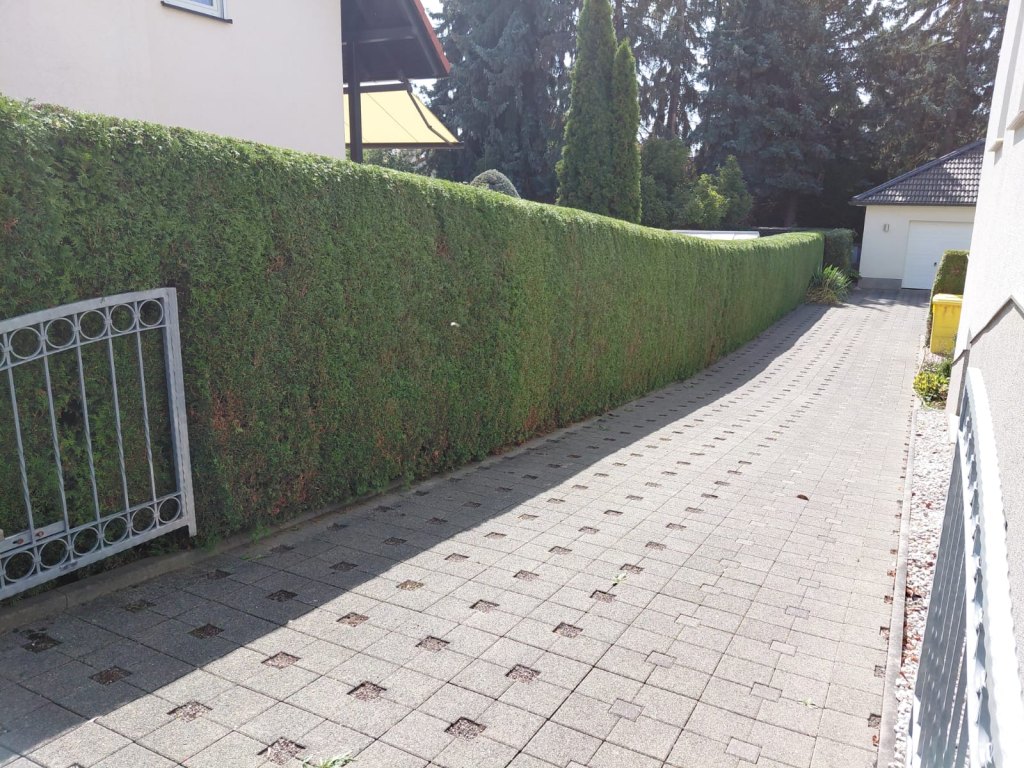 Nachher: Heckenschnitt · Borna